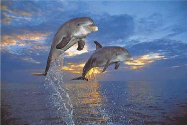 Poster - Flight two dolphins Enmarcado de laminas